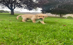 Goldador dogs for sale: Gorgeous Labrador/golden retriever puppies - Image 6