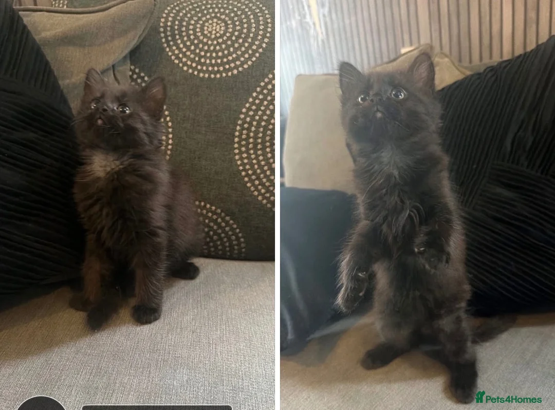 Mixed Breed cats for sale: 10 week old kitten looking for there forever home  - Advert 2