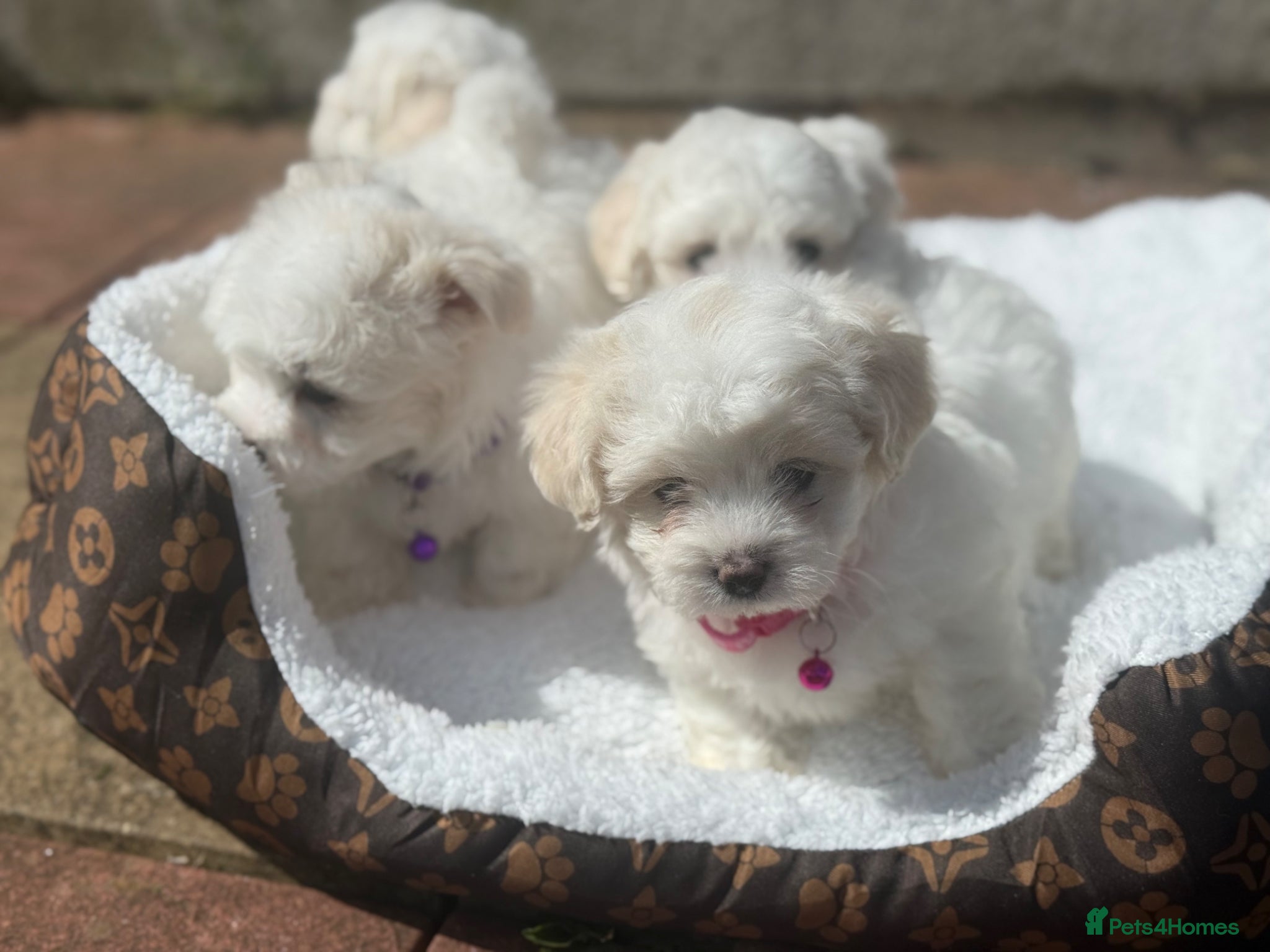 Maltese dogs Maltese puppies - Advert 1