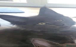 Maine Coon cats for sale: Maine coon pedigree kittens  - Image 4