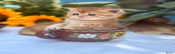 British Shorthair cats for sale: ✨ EXCEPTIONAL GOLDEN BRITISH SHORTHAIR BOYS ✨ - Advert 28
