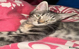 Mixed Breed cats for sale: 5 baby’s ready for there forever homes  - Image 9