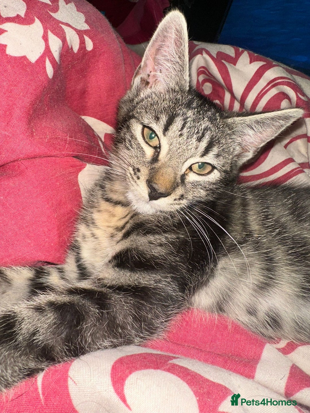 Mixed Breed cats for sale: 5 baby’s ready for there forever homes  - Image 9