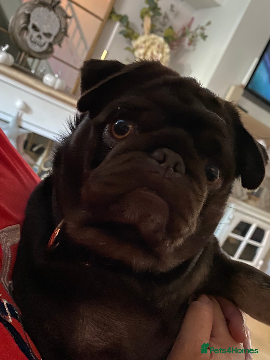 Pug dogs for sale: Chocolate Brown Pug - Image 8