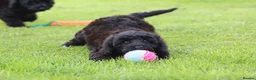 Cavapoo dogs for sale: Beautiful Cavapoo puppies for sale - Advert 39