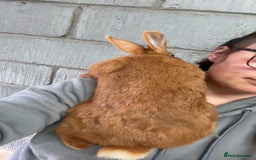Thrianta rabbits for sale: Rabbit  - Image 3