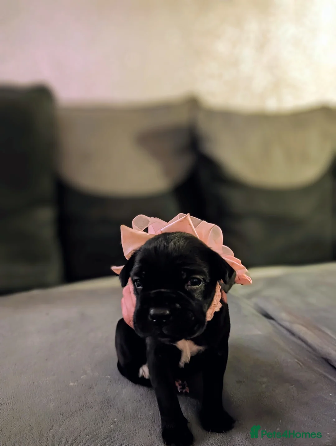 Cane Corso dogs for sale: Cane corso puppies  - Advert 17