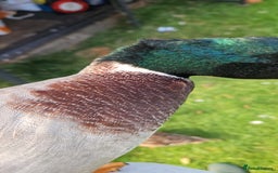 Ducks poultry for sale: Two call drakes (male call ducks) - Image 3