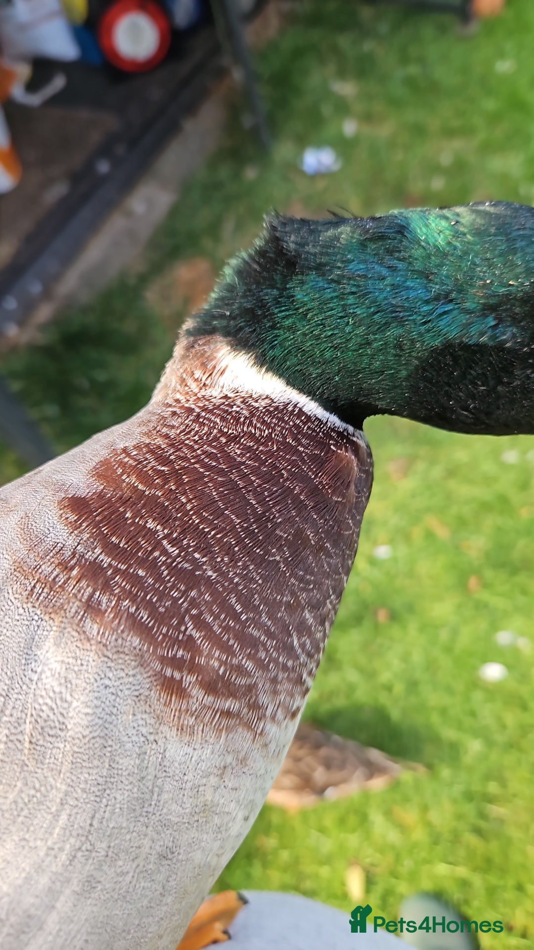Ducks poultry for sale: Two call drakes (male call ducks) - Image 3