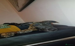 Mixed Breed dogs for sale: Cali the lurcher xmali - Image 2