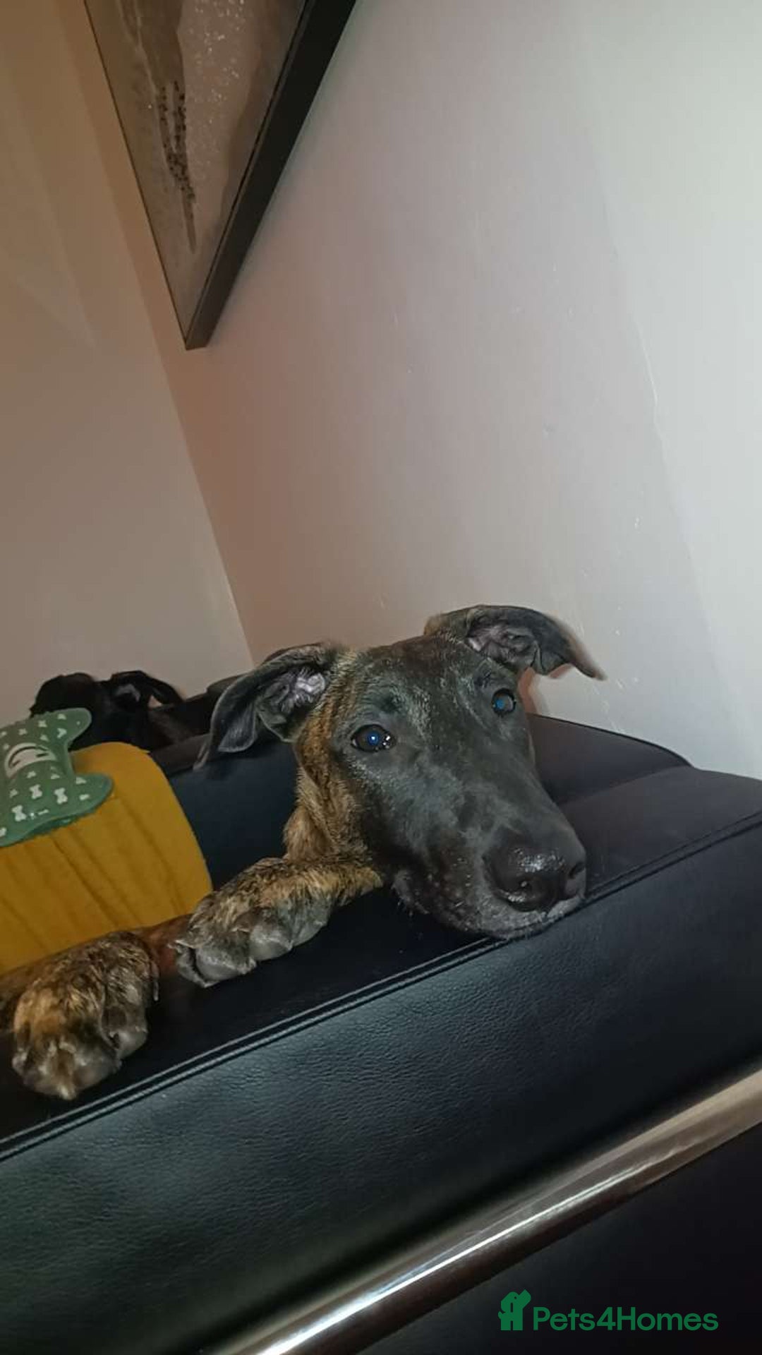 Mixed Breed dogs for sale: Cali the lurcher xmali - Image 2