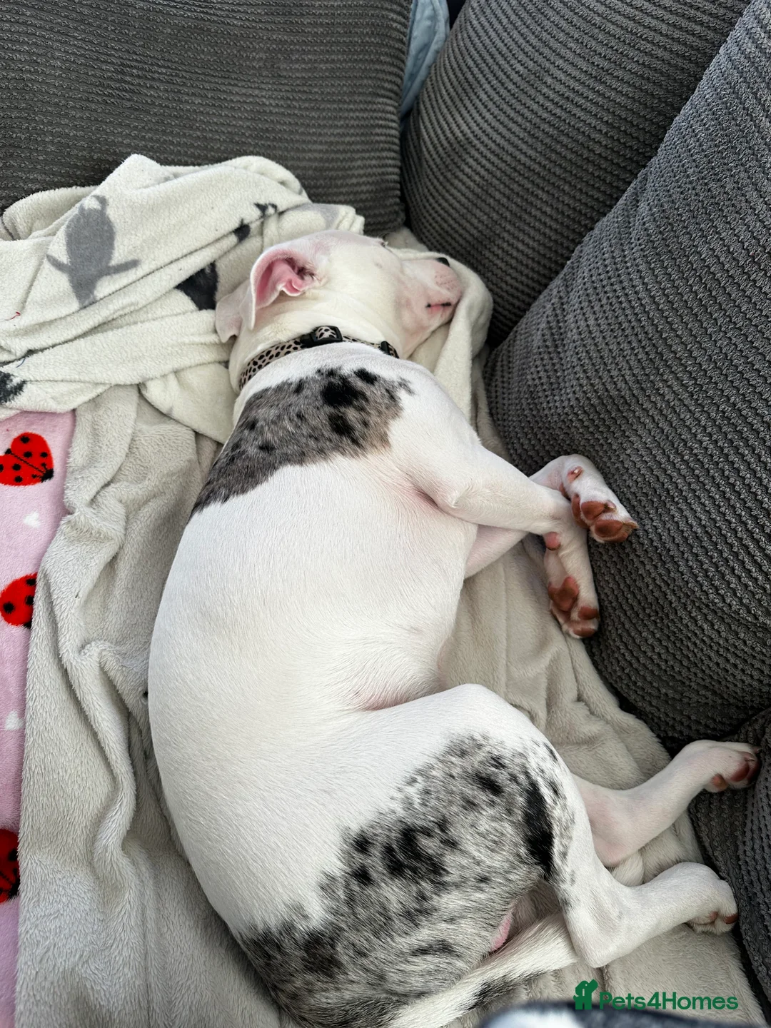 Staffordshire Bull Terrier dogs for sale: Loki  - Advert 7