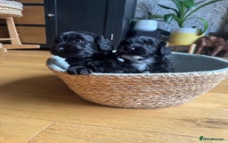 Cockapoo dogs for sale: Last Male fantastic champion line 20 combined  - Image 17