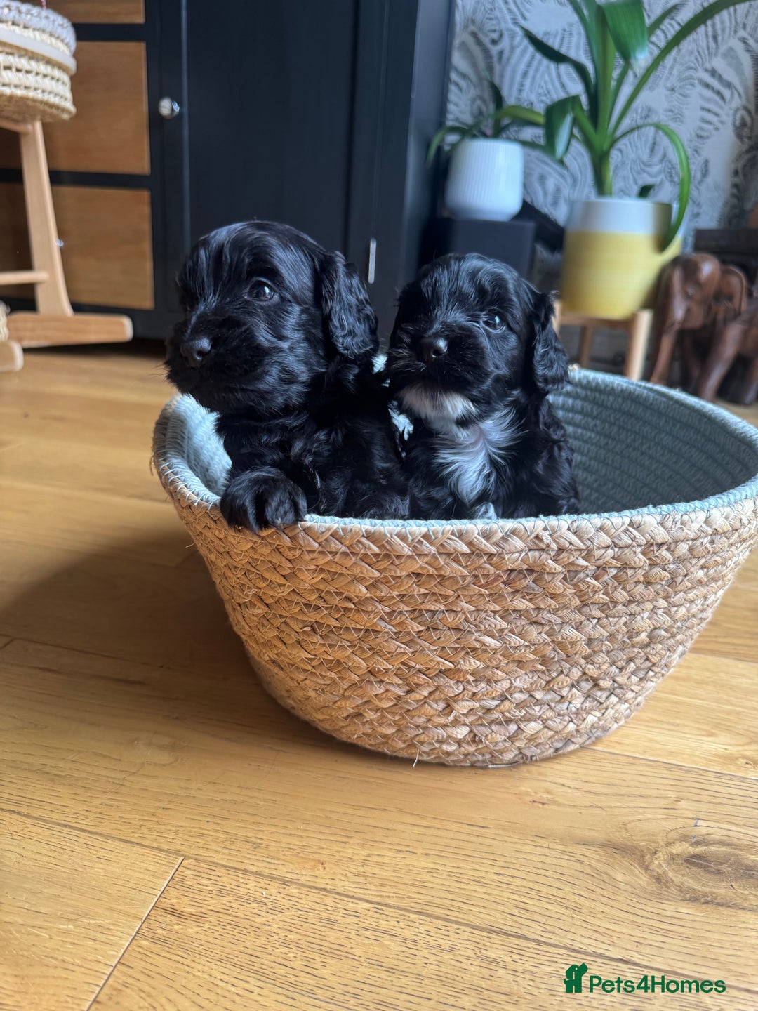 Cockapoo dogs for sale: Last Male fantastic champion line 20 combined  - Image 17