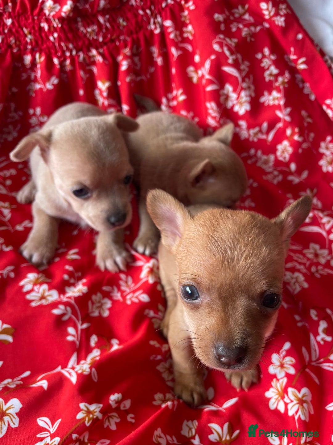 Chihuahua dogs for sale: Adorable Chihuahuas £650-£700 “Boys & Girls’ - Image 15