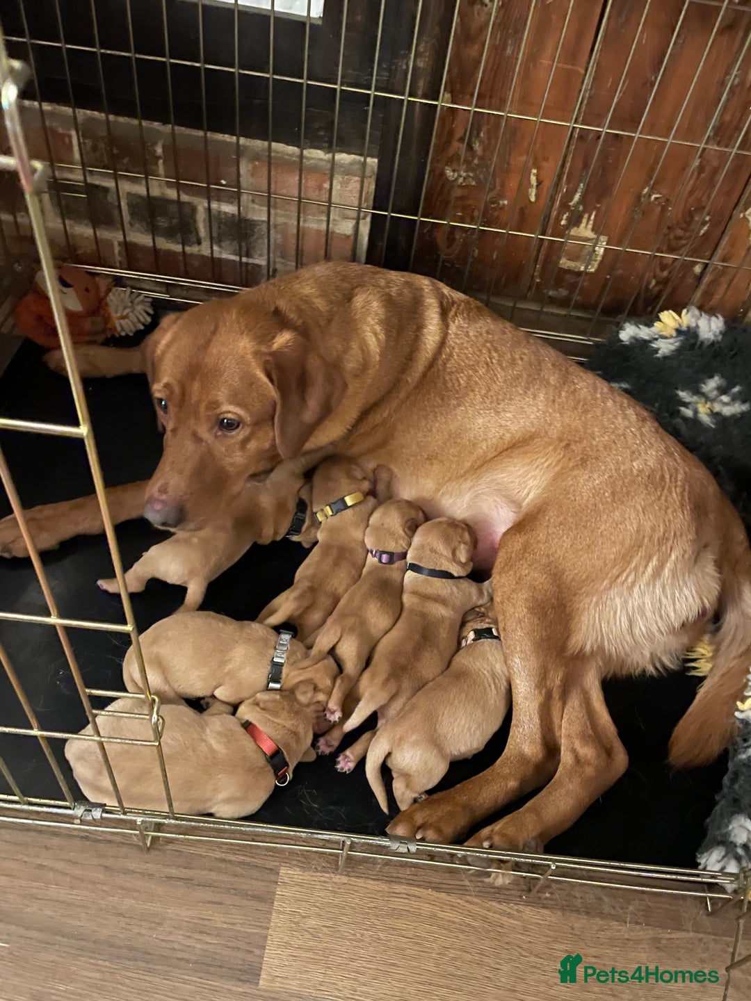 Labrador Retriever dogs for sale: Beautiful Fox Red Labrador Puppies - Advert 3