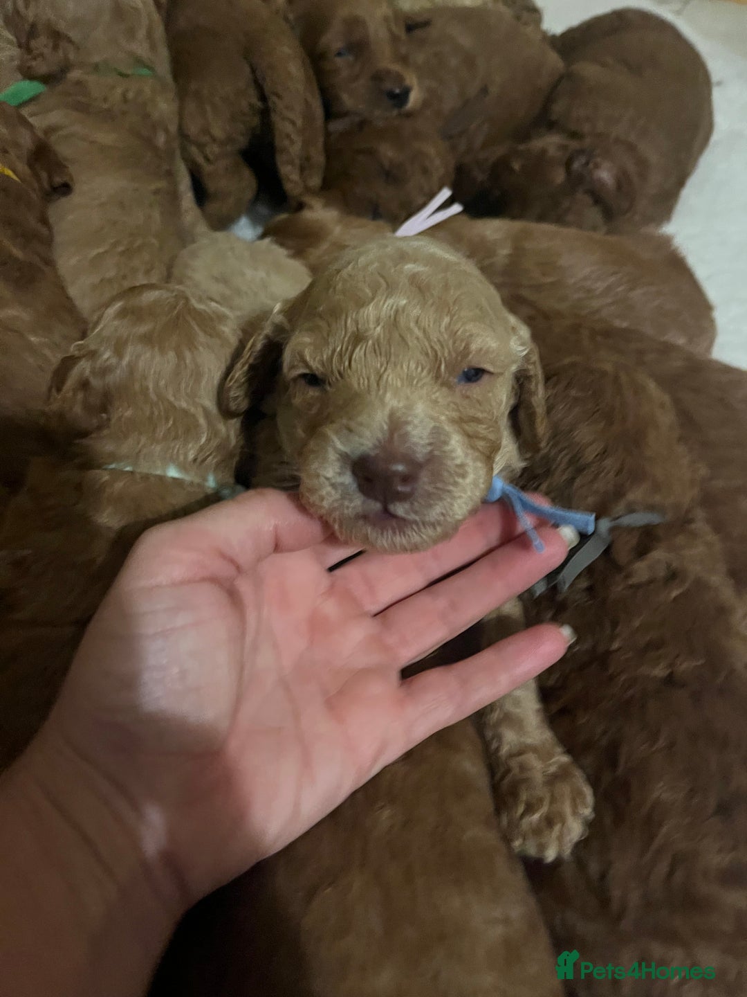 Mini Goldendoodle dogs for sale: Top Quality Miniature Goldendoodle puppies - Image 10
