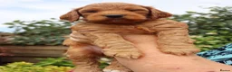 Cockapoo dogs for sale: Stunning F1 puppies Champions Bloodlines  - Advert 20