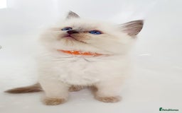 Ragdoll cats for stud: *STUD* GCCF & TICA REGISTERED ACTIVE BLUEPOINT BOY in Oldham - Image 13