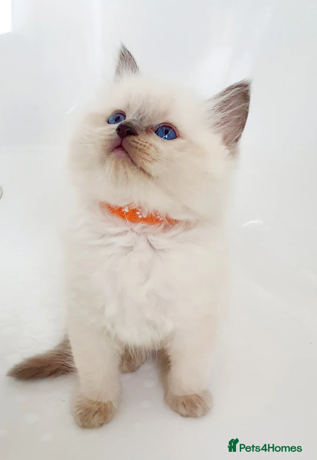 Ragdoll cats for stud: *STUD* GCCF & TICA REGISTERED ACTIVE BLUEPOINT BOY in Oldham - Advert 13