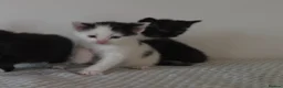 Mixed Breed cats for sale: Beautiful Kittens Looking for Loving Homes - Advert 11