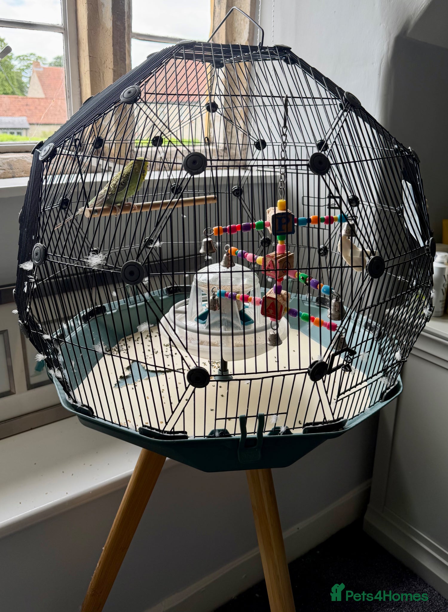 Budgerigars birds for sale: 3 year old Budgie - For Sale - Advert 6