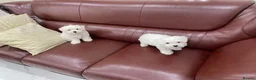 Maltese dogs for sale: Two Gorgeous White Maltese Puppies For Sale. in Manchester - Advert 5