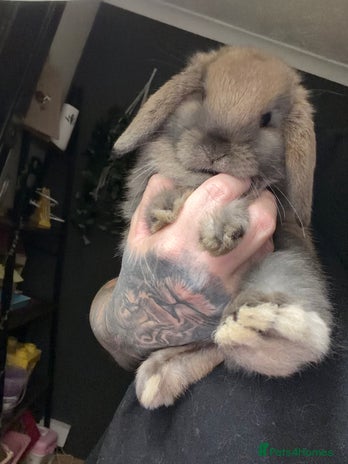 Mini Lop rabbits Mini Lop Bunnies - Advert 2