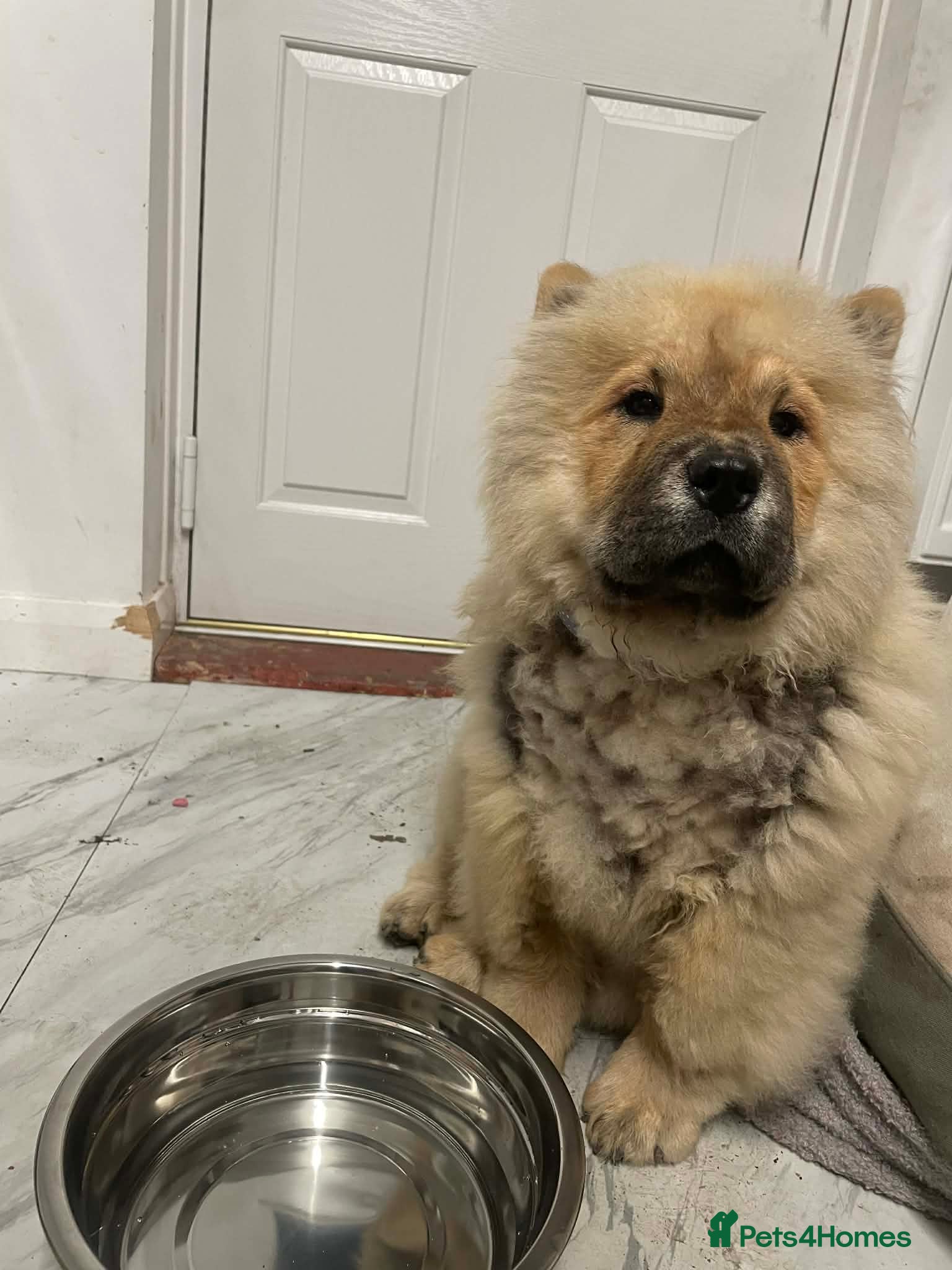 Chow Chow dogs Rehoming - Advert 13