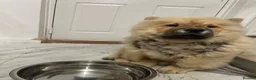 Chow Chow dogs for sale: Rehoming in Ipswich - Advert 1