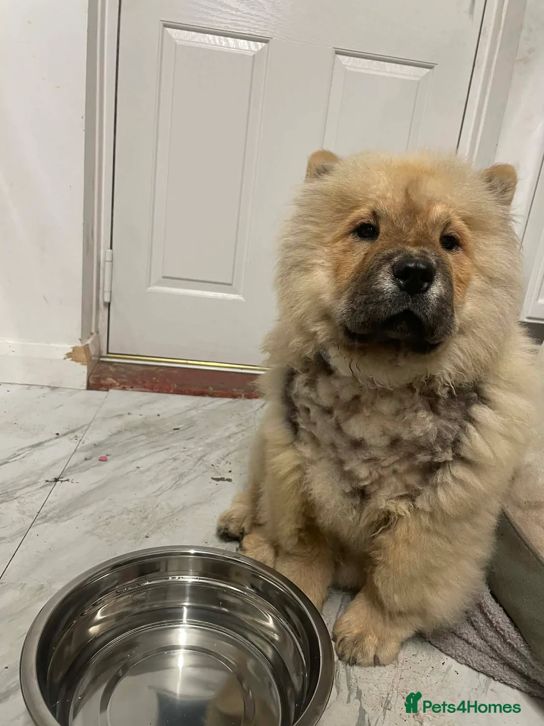 Chow Chow dogs for sale: Rehoming in Ipswich - Advert 1