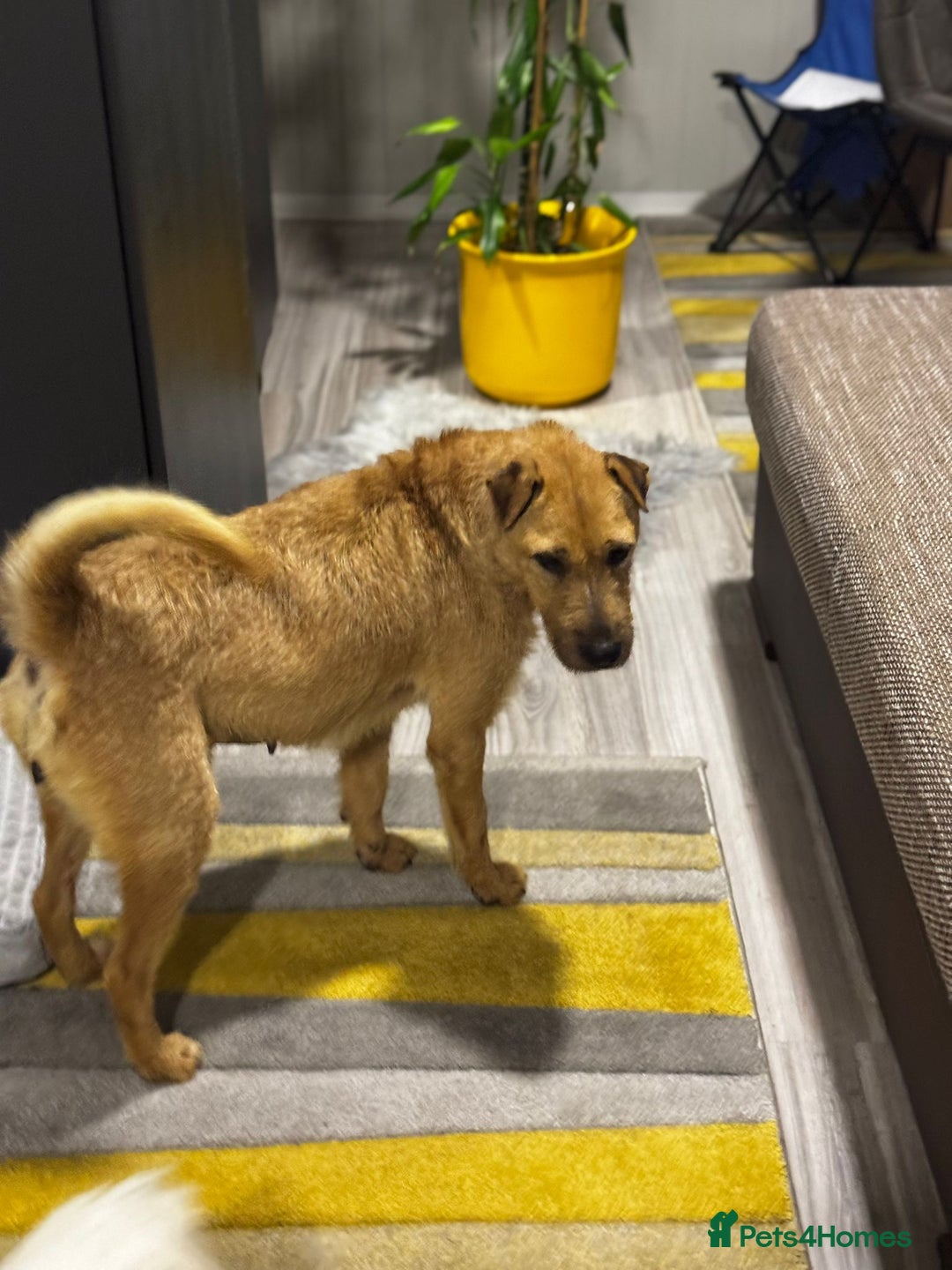 Mixed Breed dogs for adoption: Sweet Molly Needs Love  - Advert 10