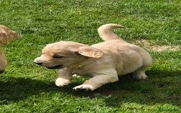 Golden Retriever dogs for sale: KC GOLDEN RETRIEVER PUPPIES HEALTH TESTED PARENTS  - Image 24