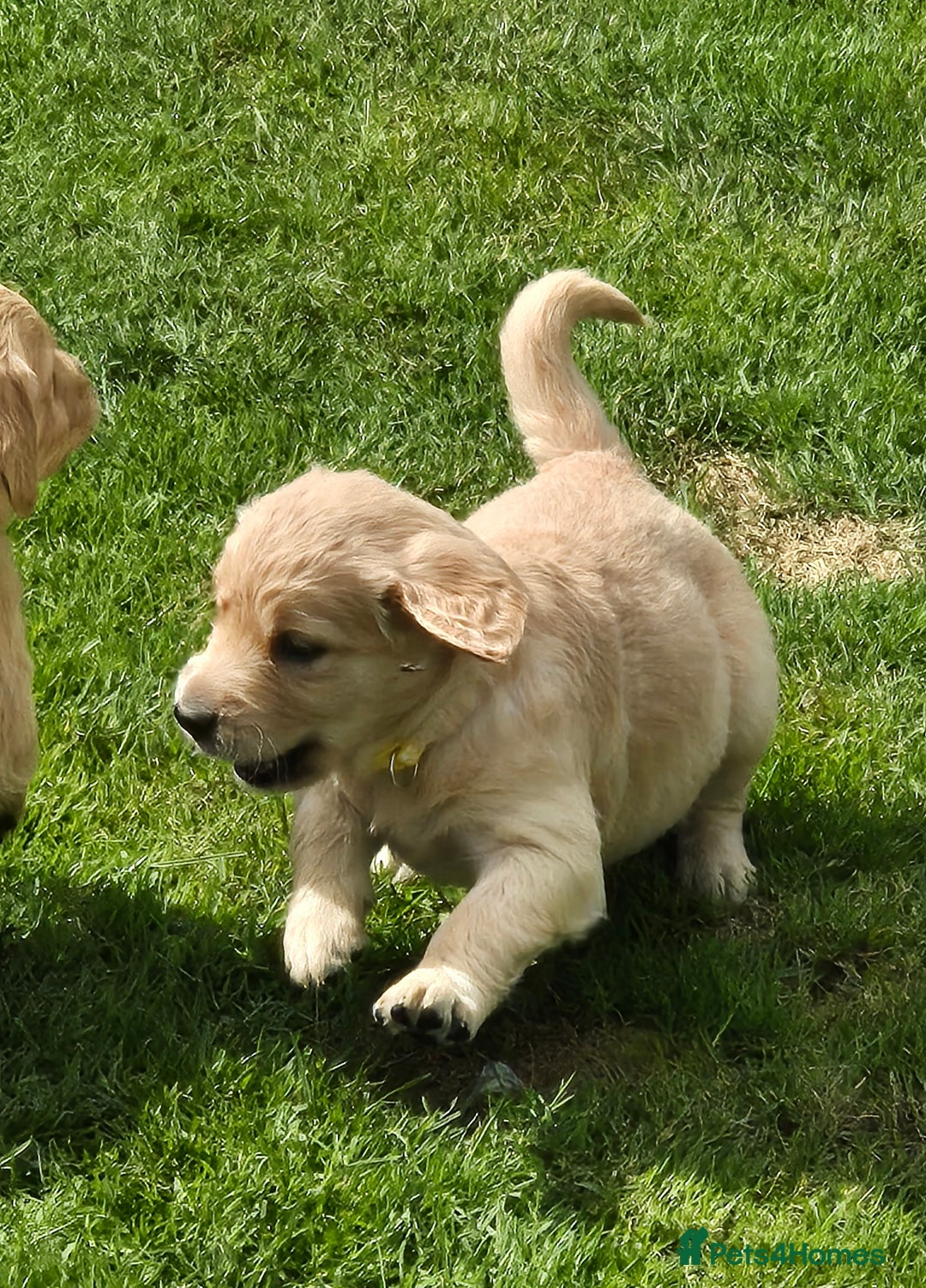 Golden Retriever dogs for sale: KC GOLDEN RETRIEVER PUPPIES HEALTH TESTED PARENTS  - Image 24