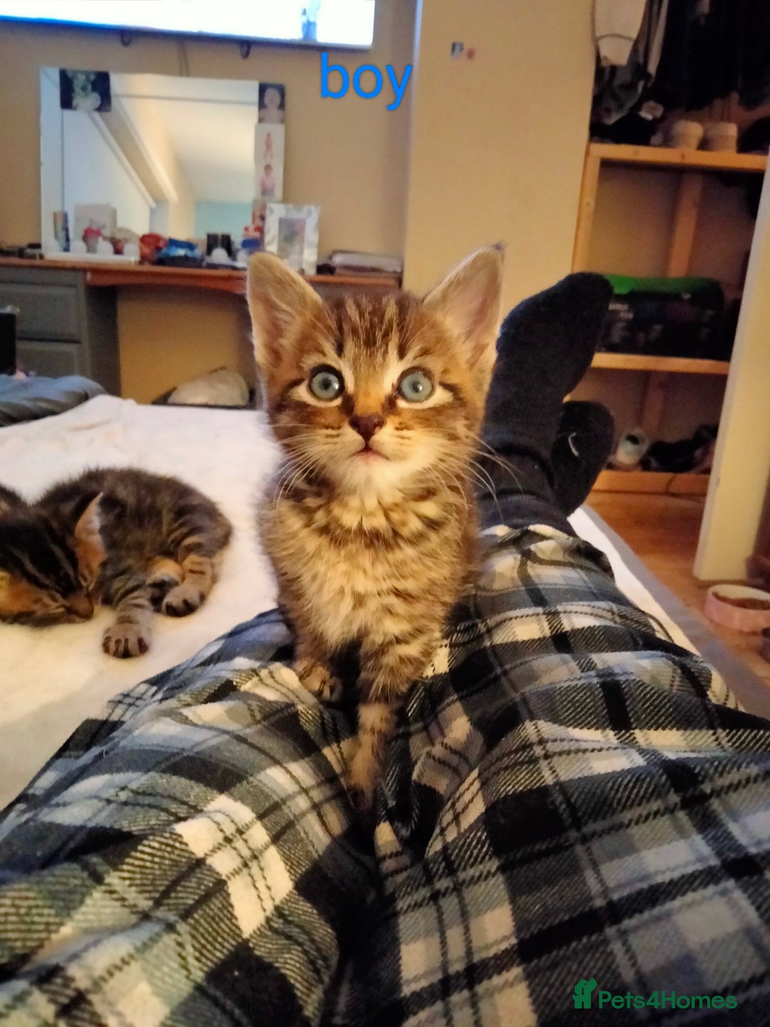 Mixed Breed cats for sale: 6 tabby kittens  - Advert 1
