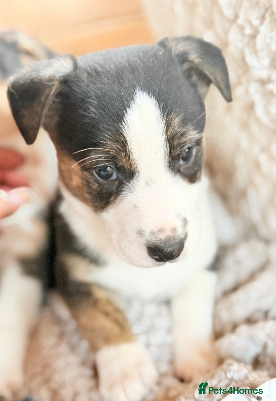 Mixed Breed dogs for sale: Cheeky trio looking for forever homes  - Advert 7