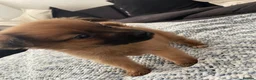 Pomchi dogs for sale: Pomchi puppies - Advert 10