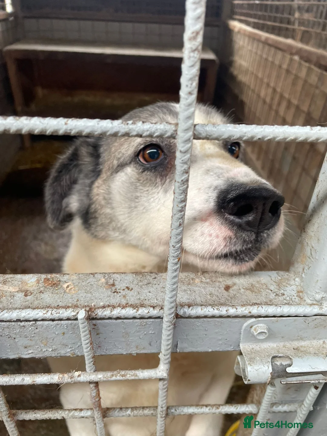 Mixed Breed dogs for adoption: 🐾💛 LISA – A Gentle Soul Saved Just in Time 💛🐾 - Advert 2