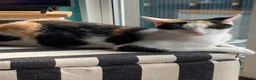 Mixed Breed cats for sale: Luna  - Advert 4