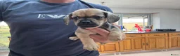 Mixed Breed dogs for sale: Stunning pug x dachshund  in Liskeard - Advert 23