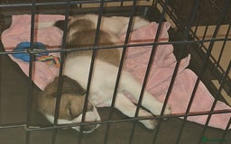 Mixed Breed dogs for sale: Last male pup left. Ready now - Image 5