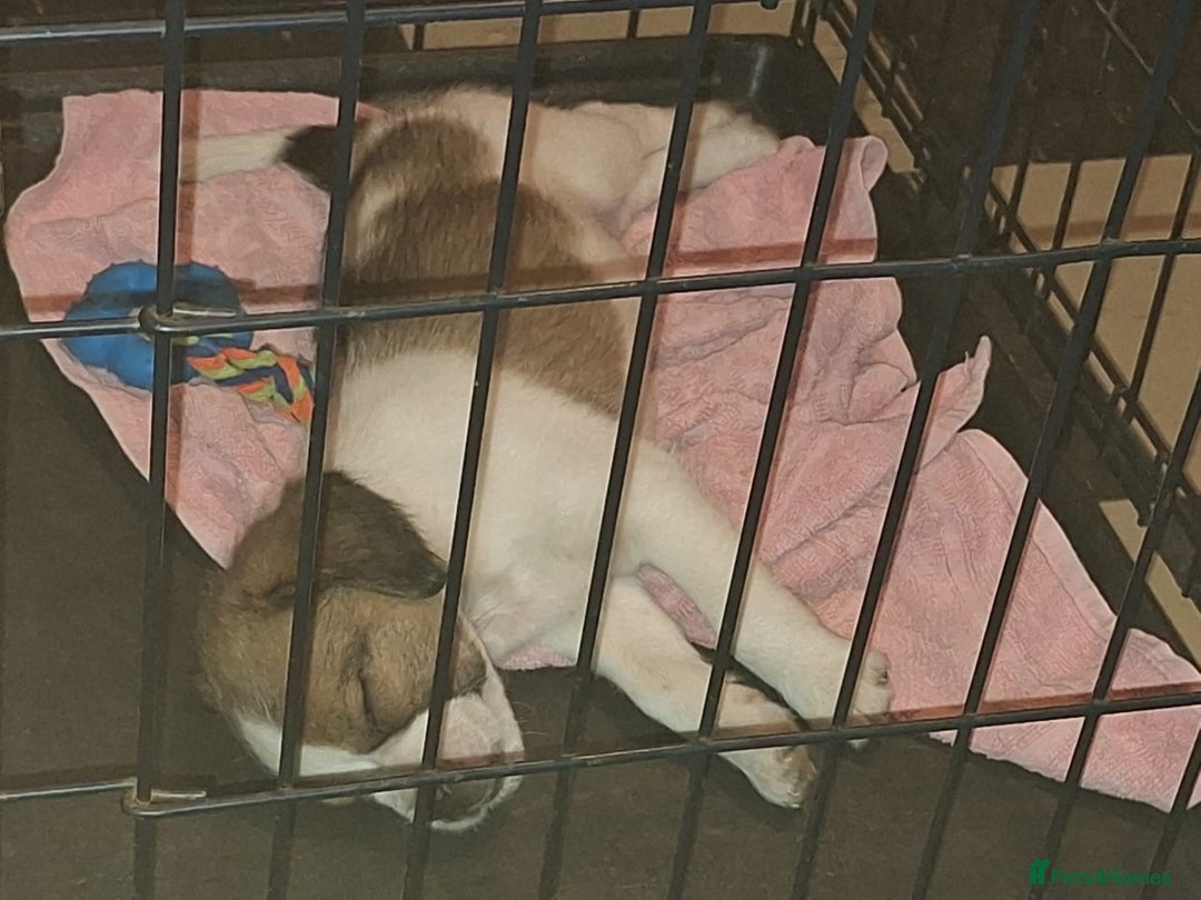 Mixed Breed dogs for sale: Last male pup left. Ready now - Image 5