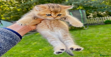 British Shorthair cats ✨🐾 Soft & Adorable Golden White Blue Kittens 🐾✨ - Advert 15