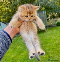 British Shorthair cats ✨🐾 Soft & Adorable Golden White Blue Kittens 🐾✨ - Advert 15