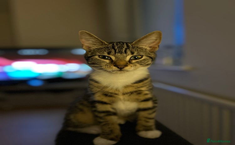 Domestic Shorthair cats - Advert 1