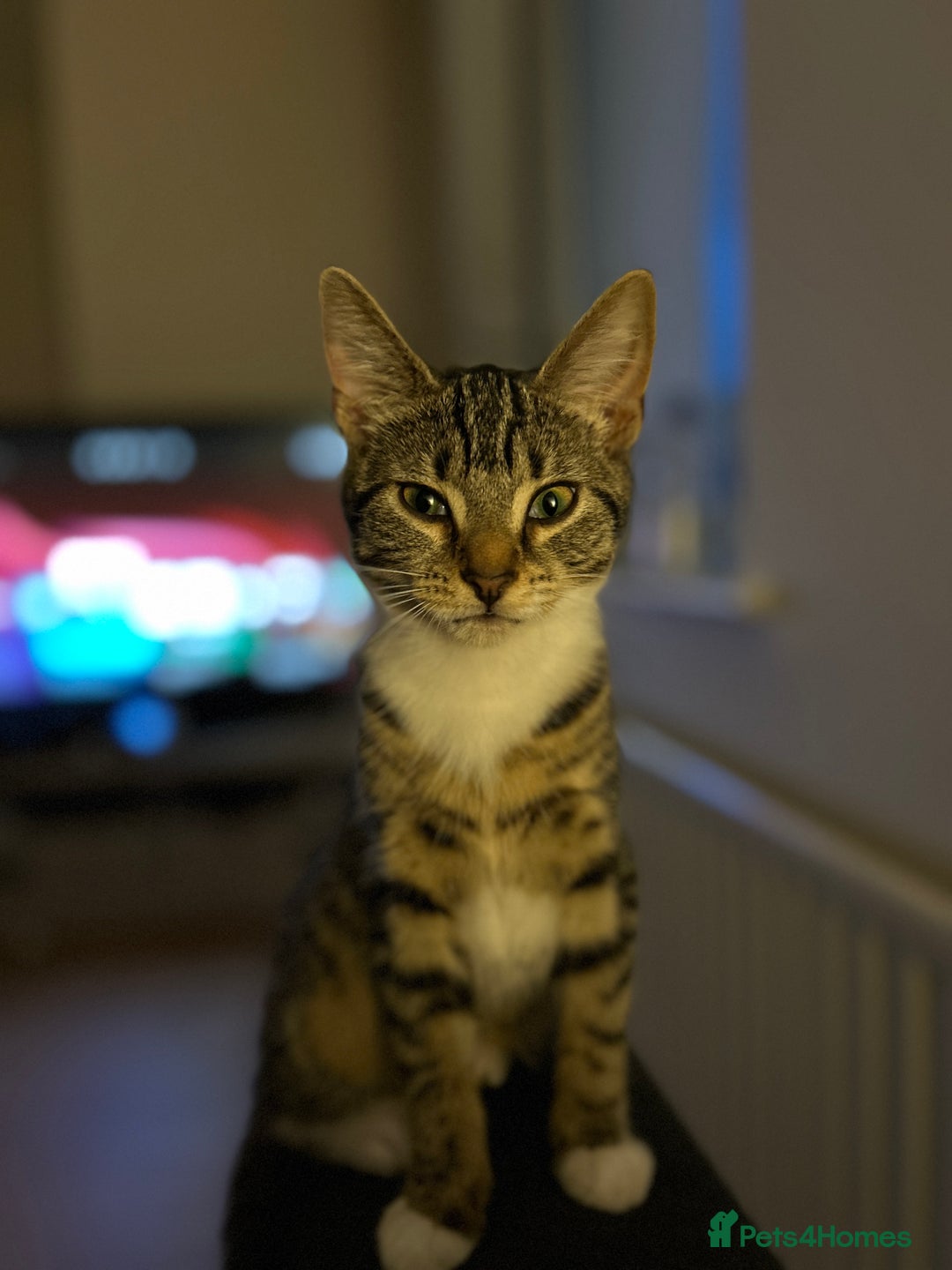 Domestic Shorthair cats for sale: Female tabby kitten  - Image 1