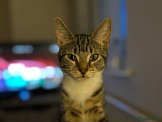 Domestic Shorthair cats - Advert 19