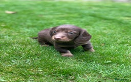 Miniature Dachshund dogs for sale: Kc Reg Long Haired Miniture Dachshund Puppies - Image 19