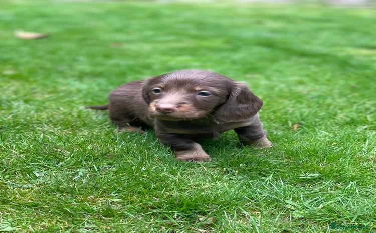 Miniature Dachshund dogs - Advert 3