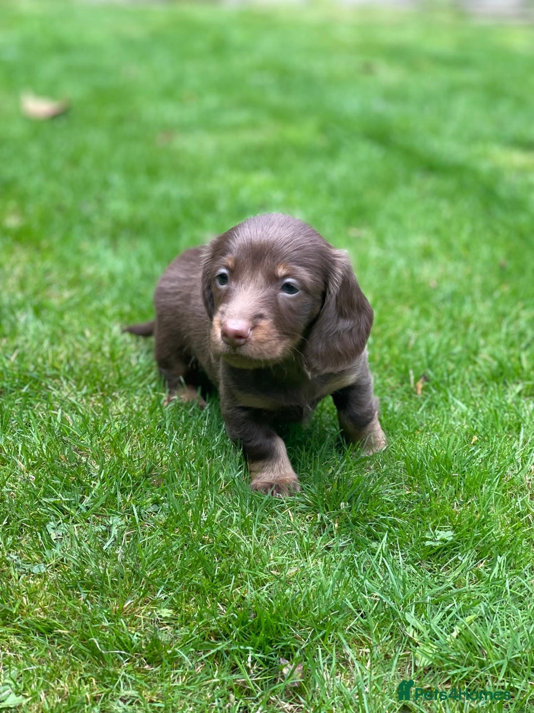 Miniature Dachshund dogs for sale: Kc Reg Long Haired Miniture Dachshund Puppies - Image 19